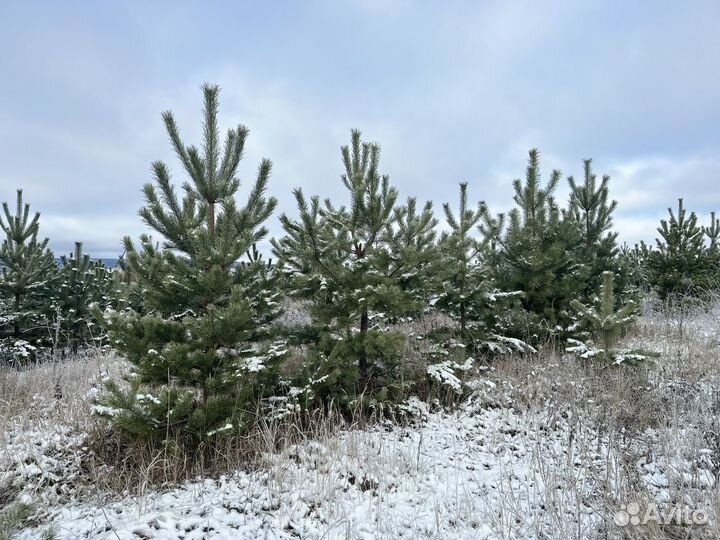 Крымская сосна