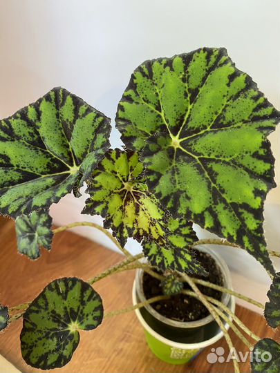 Бегония декоративно лиственная и тростниковая