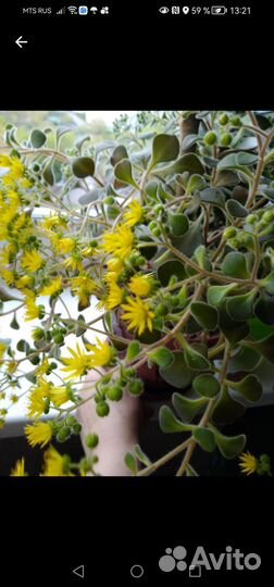 Аихризон (Дерево Любви)