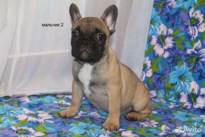 Французский бульдог