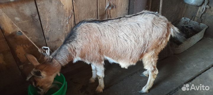 Продам козу на праздник