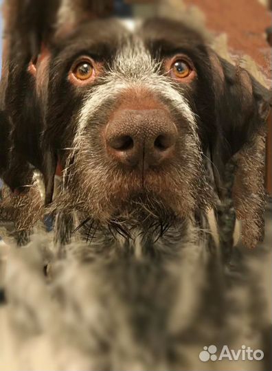 Собака в добрые руки отдам бесплатно