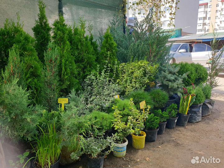 Саженцы,Кустарники,Декоративные растения для сада