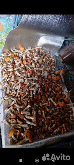 Грибы свежие подосиновики