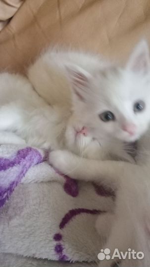 Котята турецкой ангоры