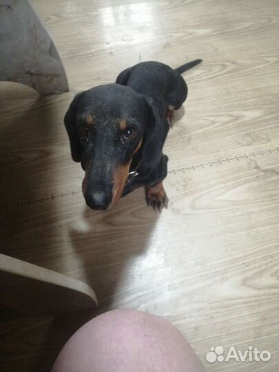 Такса вязка. Кобель