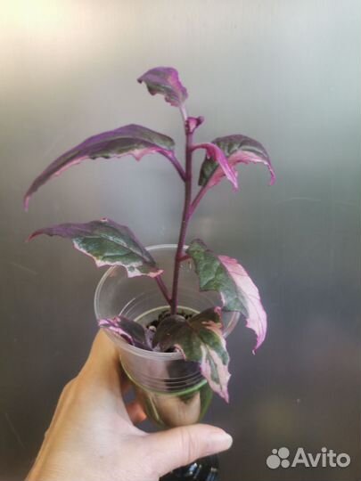 Гинура вариегатная