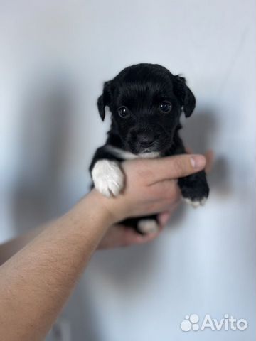 Маленькая собака в добрые руки бесплатно объявление продам