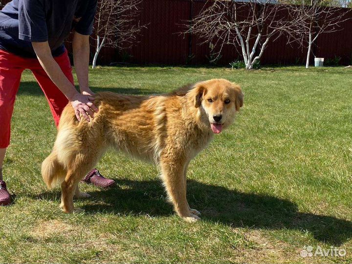 Ласковая спокойная собачка небольшая