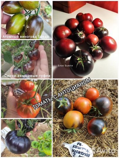 Семена коллекционные томаты и перцы