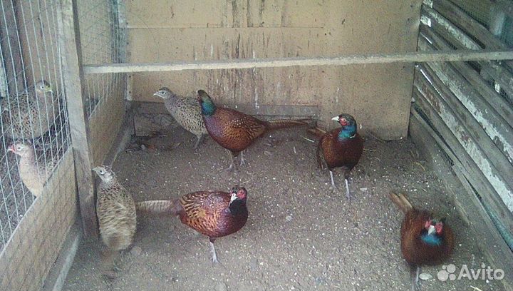 Фазаны охотничие