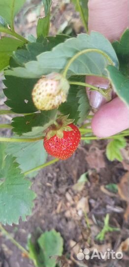 Клубника многоразовая