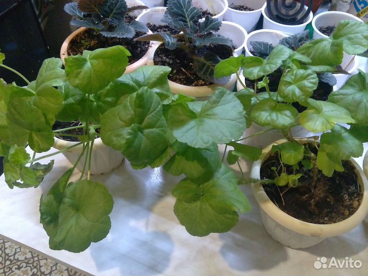 Герань пеларгония