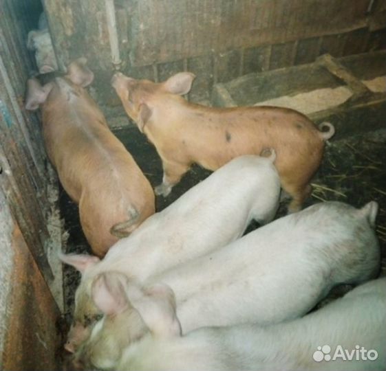 Продам поросят