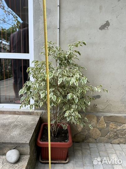 Фикус бенджамина