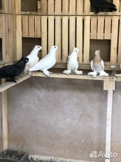 Продам голубей