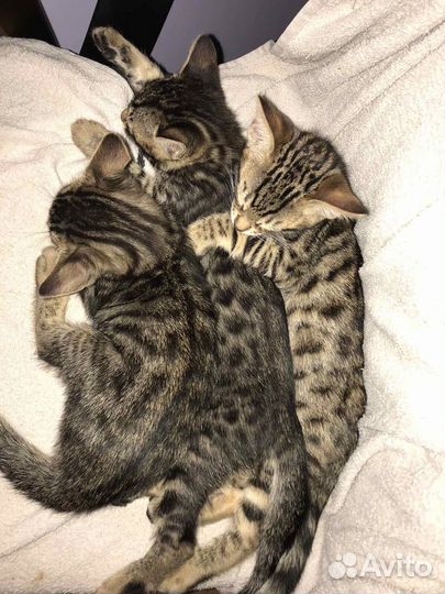 Котята в добрые руки мальчики