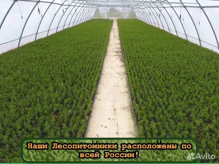 Сеянцы сосны и ели зкс