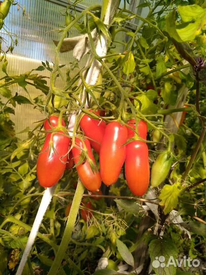 Рассада томатов и острых перцев