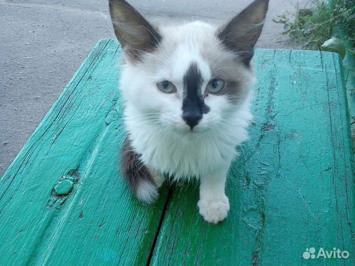Котенок 4 месяца