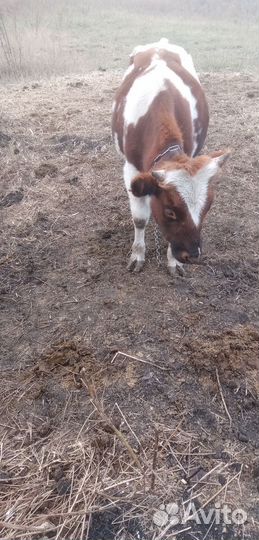 Быки телята