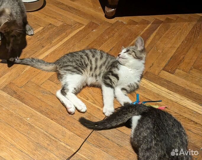 Котенок мальчик в добрые руки