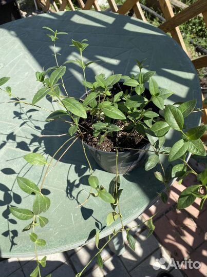 Саженцы плетущего барвинка