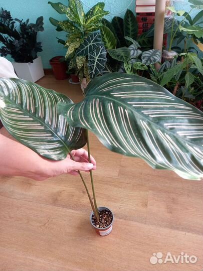 Калатея Орната