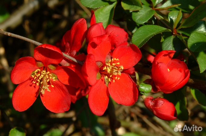 Айва японская средняя Кримсон Энд Голд