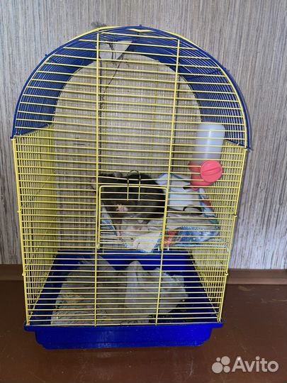 Крыс вместе с клеткой