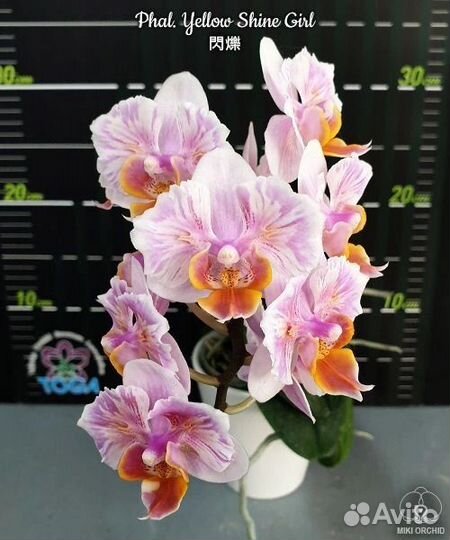 Орхидея Шайни герл