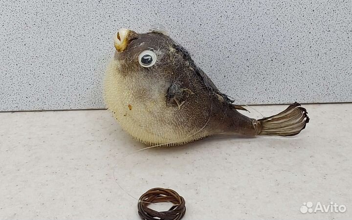 Рыба Попугай 10,7 морской сувенир подарок