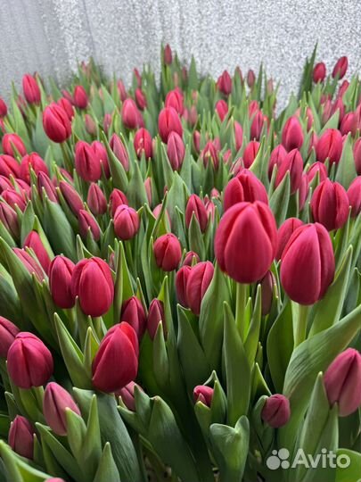 Тюльпаны к 8 марта