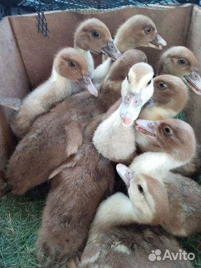 Утята мускусной утки