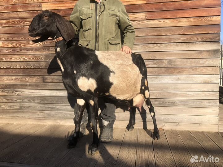 Нубийская 100% покрытая коза и козел