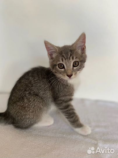 Котята малыши ищут дом