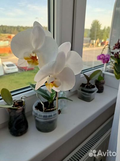 Орхидея