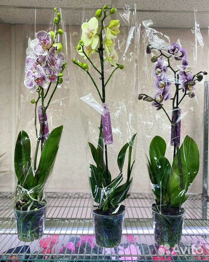 Орхидеи на 1 цветонос