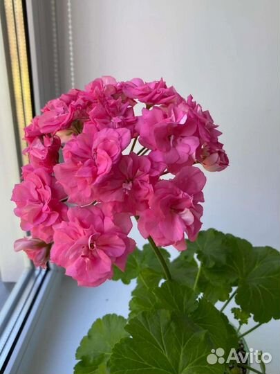 Пеларгония герань сортовая