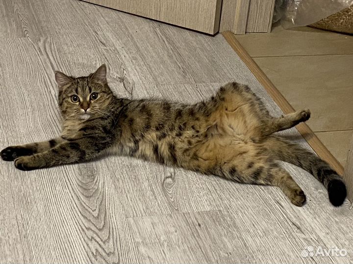 Кошечка Мелисса ищет дом