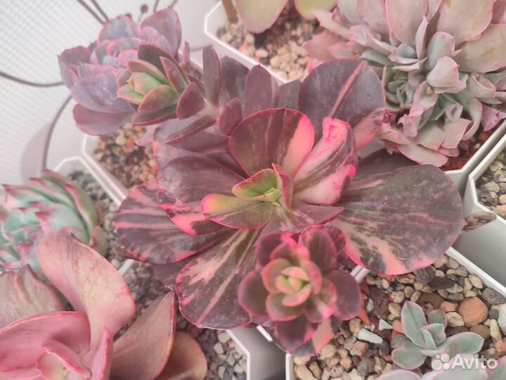 Суккуленты, эхеверии, эчеверии