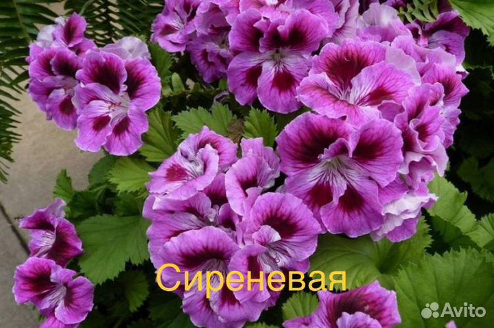 Королевская пеларгония (герань)