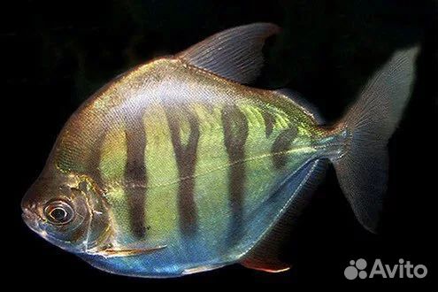 Метиннис полосатый