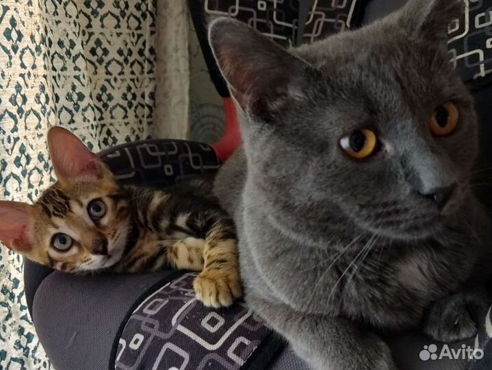 Передержка - гостиница для кошек