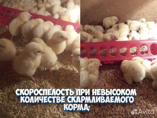 Цыплята бройлеры
