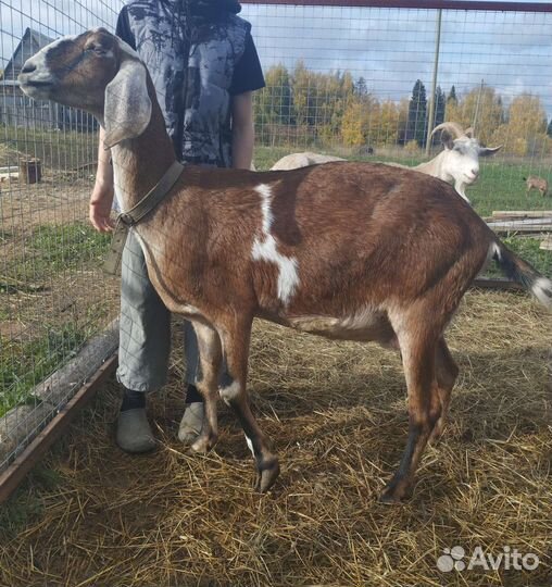 Дойные нубийские козы