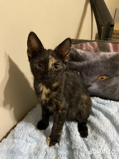 Котенок Рикки