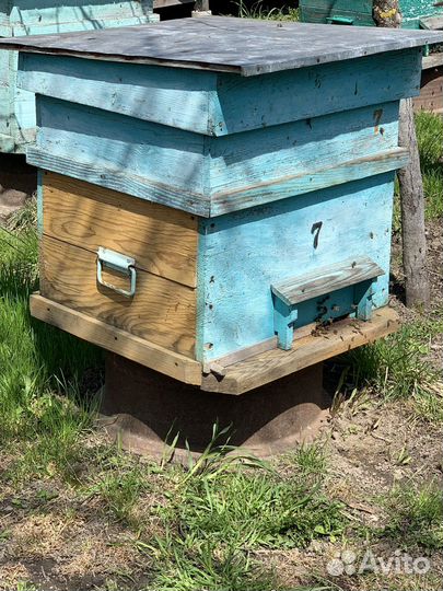 Мед гречишный 3 литра