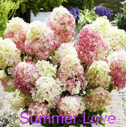 Гортензия метельчатая,отправка по всей России