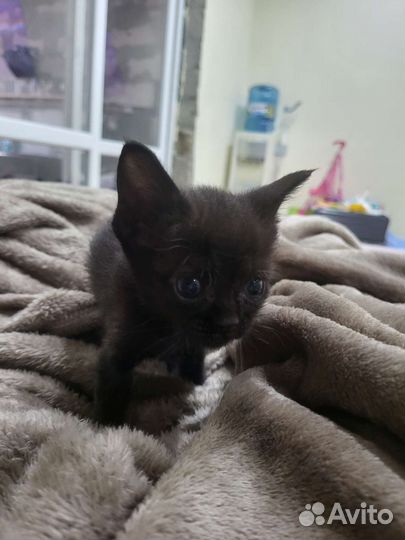 Кошка для преданного